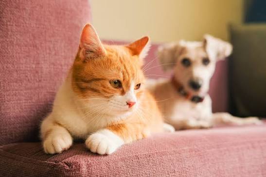 pets